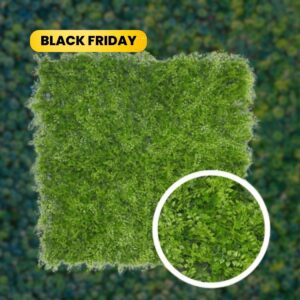 Mur Végétal Fougère