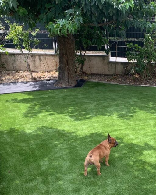 🐶 UN JARDIN 5 ÉTOILES POUR UN CLIENT À QUATRE PATTES
À Sauveterre, dans le Gard, ce petit chanceux profite désormais d'un extérieur digne d'un palace. Et ses humains aussi, accessoirement. 😅
Pour cette réalisation, nos équipes ont installé le gazon synthétique Overswing 40 mm : confortable, résistant aux passages répétés et parfaitement adapté à la vie de famille. 🌿

Plus de boue ramenée sur la terrasse, plus de tonte… juste un beau jardin à partager.

Un grand merci à nos clients pour leur confiance ! 💚

👉 Découvrez cette réalisation sur yards.fr (lien en bio)
———————
@yardsgazonsynthetique
L’élégance au service de votre jardin

 #yards #realisation #gazonsynthétique #sauveterre #gard