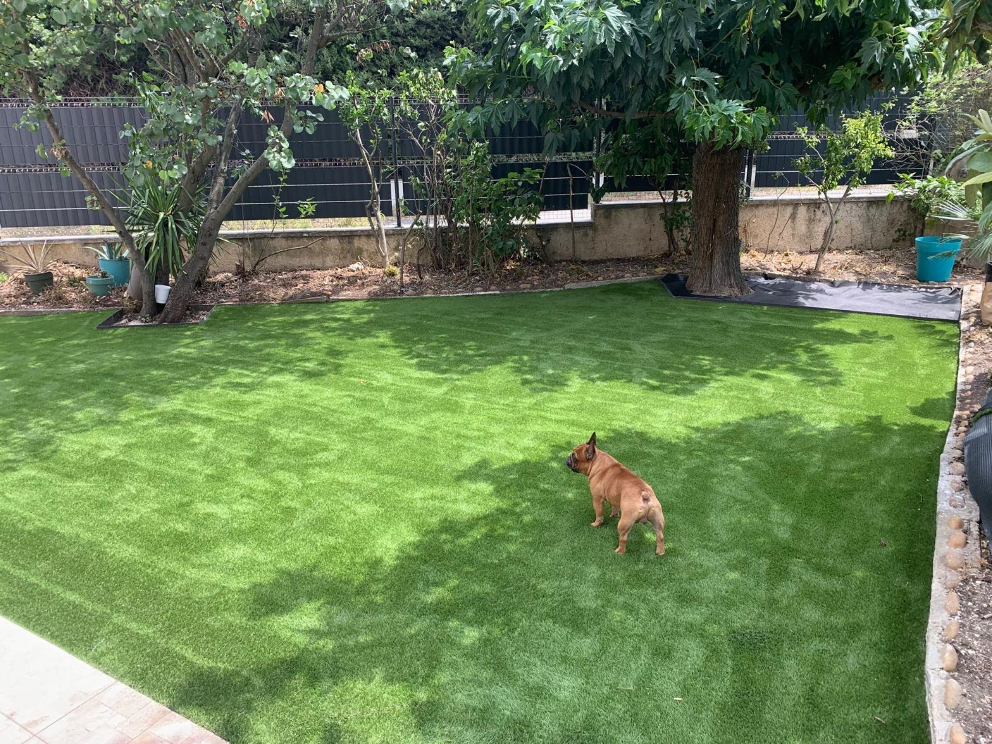 Chien sur une pelouse synthétique Overswing 40mm dans un jardin à Sauveterre